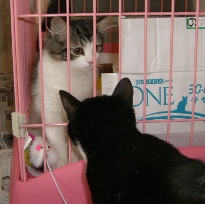 「猫だらけ」