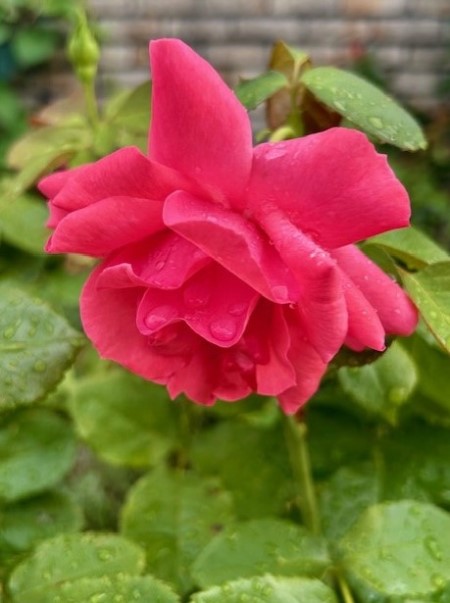 thumbnail_IMG_0589 (1)