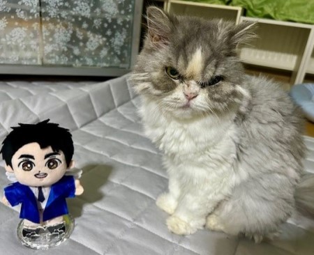 こひろみくん（郷ひろみさんのぬいぐるみ）の服作り① : 猫だらけ