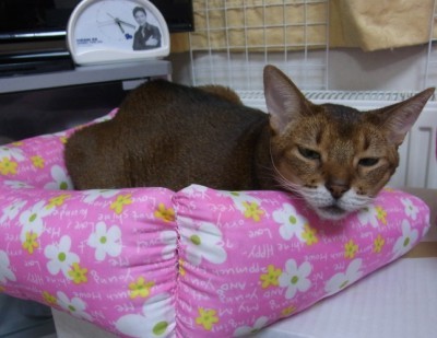 「猫だらけ」