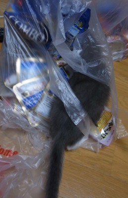 「猫だらけ」