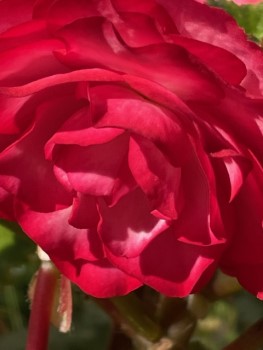 IMG_59741