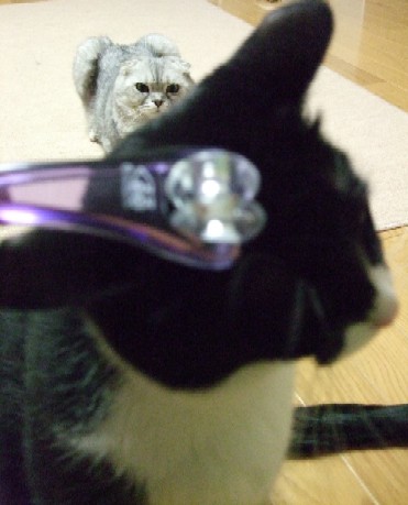 2007_0405猫写真0006