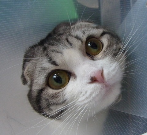 「猫だらけ」ヘッダ用画像