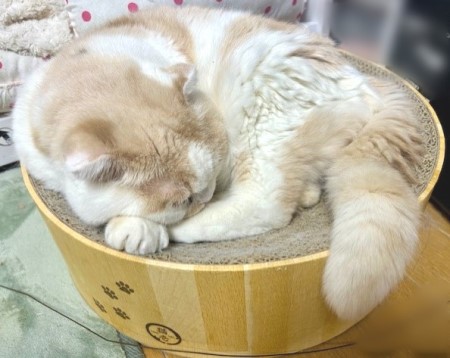 thumbnail_IMG_5232 (1)