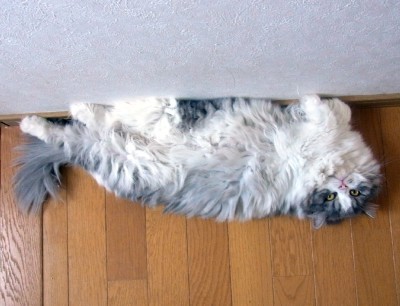 「猫だらけ」