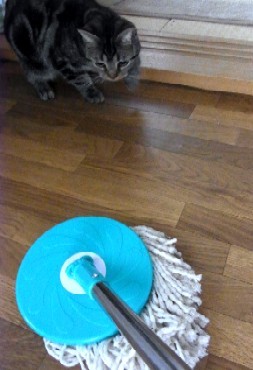 「猫だらけ」