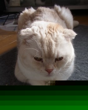 「猫だらけ」
