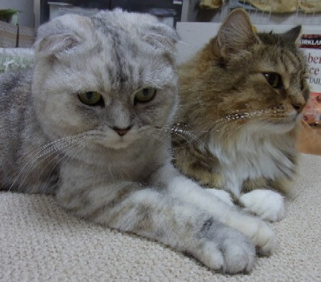 「猫だらけ」