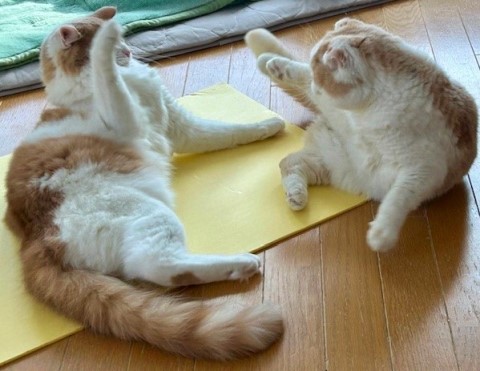 thumbnail_IMG_0407 (1)