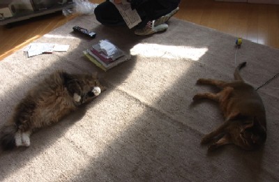 「猫だらけ」