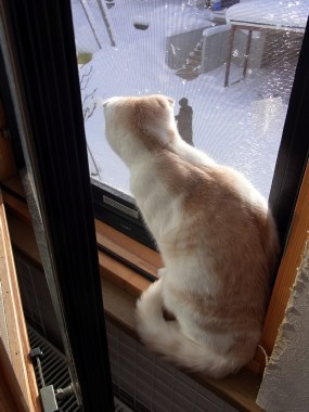 「猫だらけ」