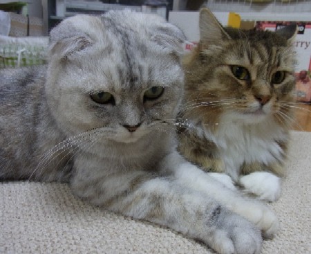 「猫だらけ」