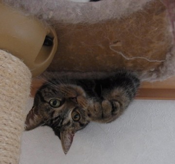 「猫だらけ」