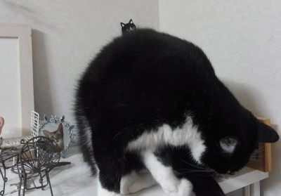 「猫だらけ」