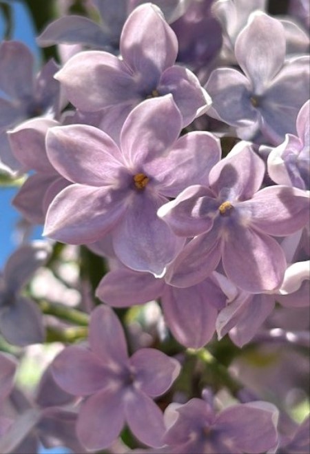 thumbnail_IMG_0501 (2)