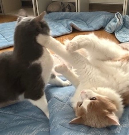 thumbnail_IMG_4247 (1)