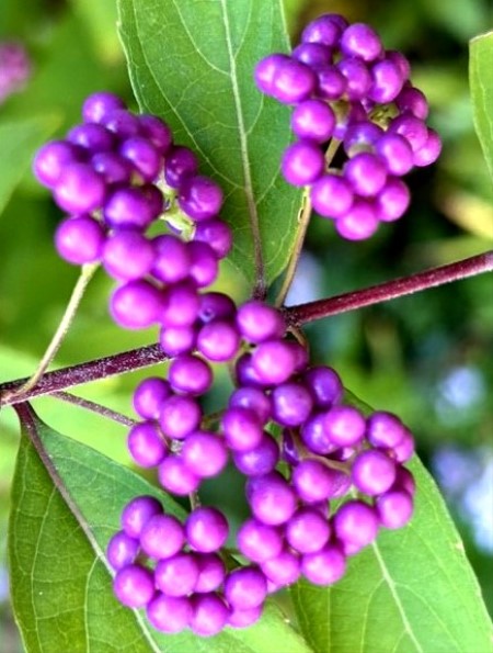 thumbnail_IMG_9383