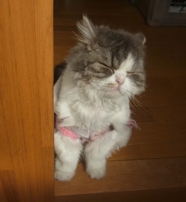 「猫だらけ」