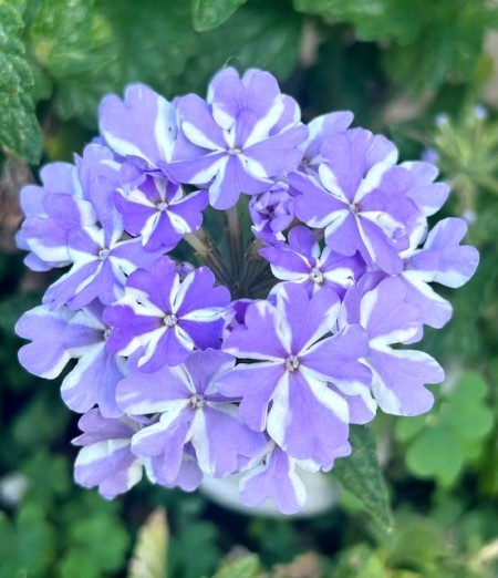 thumbnail_IMG_9074 (2)