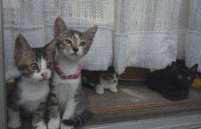 「猫だらけ」