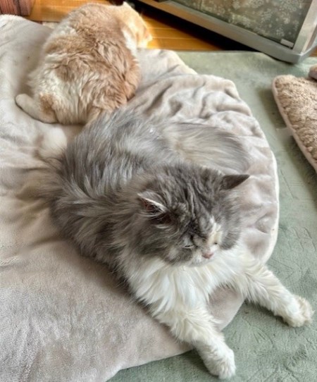 thumbnail_IMG_4741 (1)