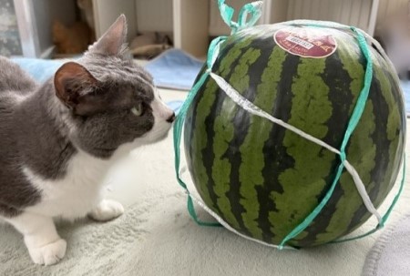 じゃれねこ『4月☆丸ごとスイカ』 じゃれねこ『4月☆丸ごとスイカ』 じゃれねこ『4月☆丸ごとスイカ