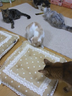「猫だらけ」