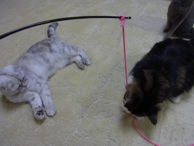 「猫だらけ」