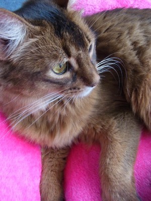 「猫だらけ」