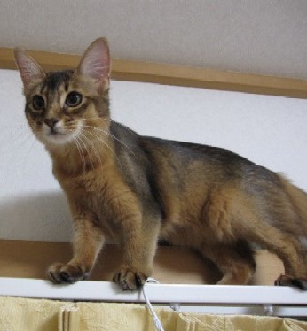 しおり猫パンチTV