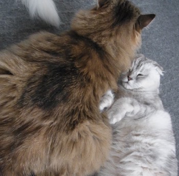 「猫だらけ」