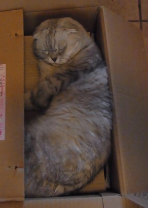 「猫だらけ」