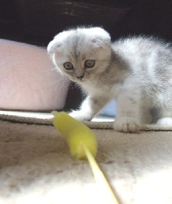 「猫だらけ」