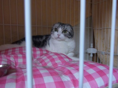 「猫だらけ」