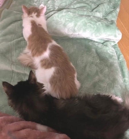 thumbnail_IMG_4725 (1)