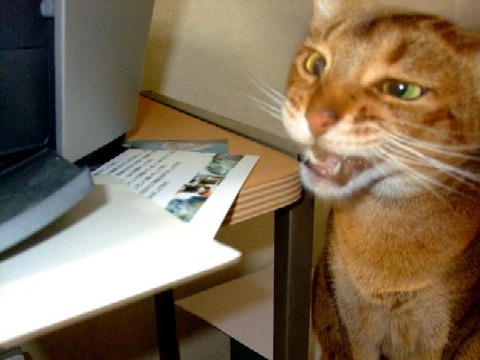 2007_0604猫写真0035