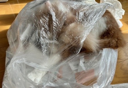 thumbnail_IMG_0524 (1)