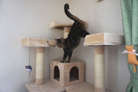 アイリスタワー３３