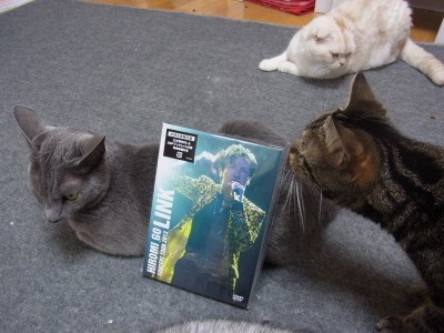 「猫だらけ」