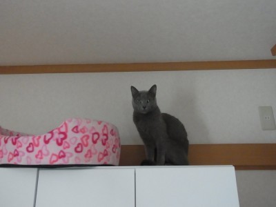 「猫だらけ」