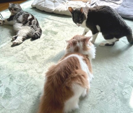 thumbnail_IMG_3363 (1)