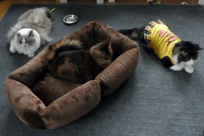 「猫だらけ」
