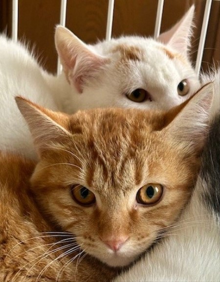 thumbnail_IMG_4001 (1)