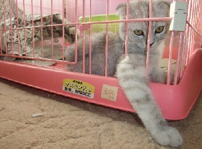 「猫だらけ」