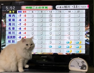 毎週 最強の寒波が来る という天気予報 猫だらけ Powered By ライブドアブログ 毎週 最強の寒波が来る という天気予報 猫だらけ Powered By ライブドアブログ