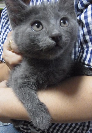 「猫だらけ」