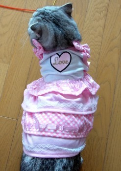 「猫だらけ」