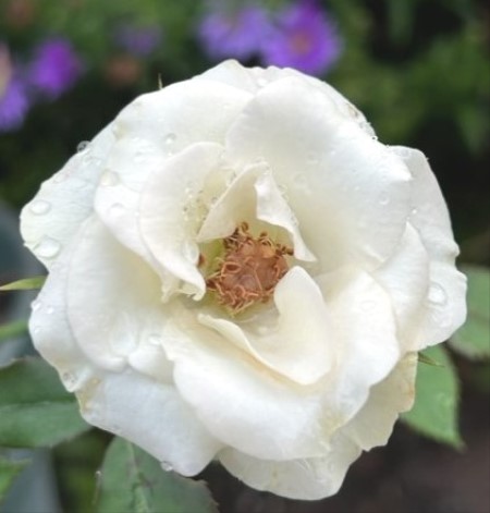 thumbnail_IMG_8190
