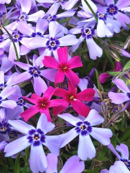 thumbnail_IMG_3459 (1)